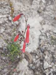 Penstemon lanceolatus