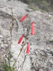 Penstemon lanceolatus