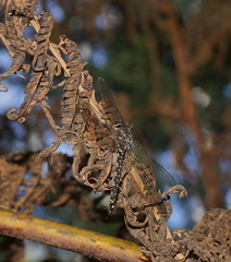 Austroaeschna multipunctata
