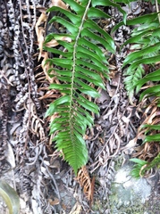 Polystichum imbricans curtum