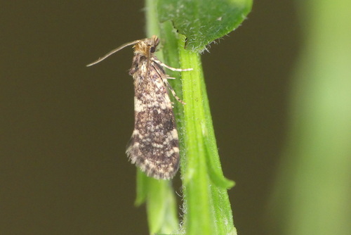 Diplodoma laichartingella