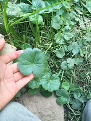 Hydrocotyle bonplandii