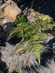 Pteridium aquilinum decompositum