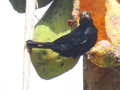 Tachyphonus coronatus