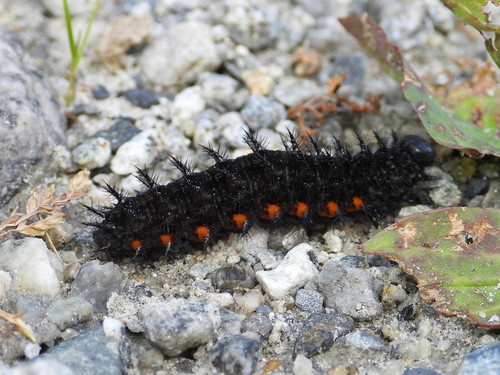 Dark Green Fritillary