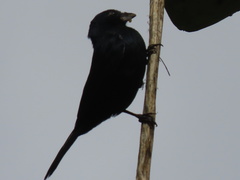 Tachyphonus coronatus