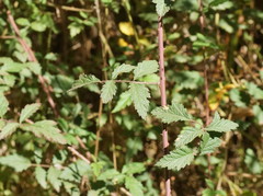 Rubus parvifolius