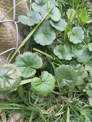 Hydrocotyle bonplandii