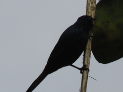 Tachyphonus coronatus