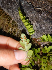 Polypodium amorphum