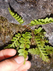 Polypodium amorphum