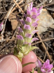 Orthocarpus cuspidatus