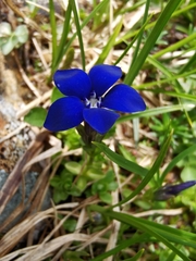 Gentiana bavarica