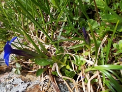 Gentiana bavarica