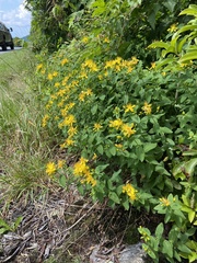 Hypericum graveolens