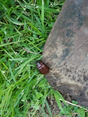 Xyloryctes jamaicensis