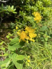 Hypericum graveolens