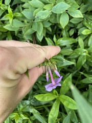 Phlox ovata