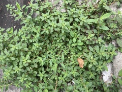 Dysphania pumilio