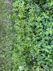 Phlox ovata