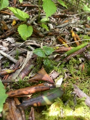 Neottia smallii