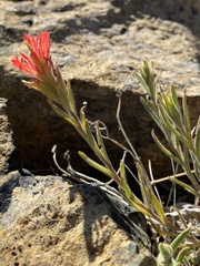 Castilleja pruinosa