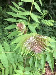 Ailanthus