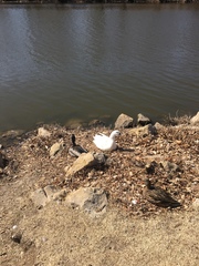 Anas platyrhynchos domesticus