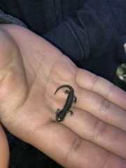 Aneides flavipunctatus