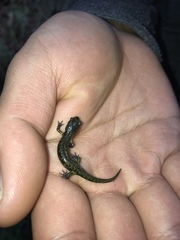 Aneides flavipunctatus