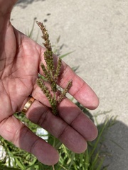 Echinochloa crus-galli