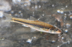 Notropis dorsalis