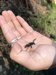 Aneides flavipunctatus