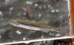 Notropis percobromus