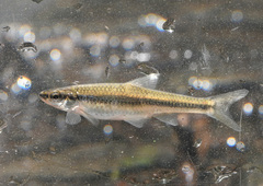 Notropis nubilus