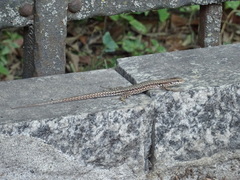 Podarcis muralis