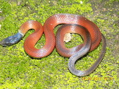 Coniophanes lateritius