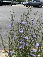 Cichorium intybus