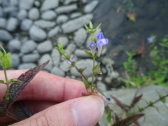 Scutellaria galericulata