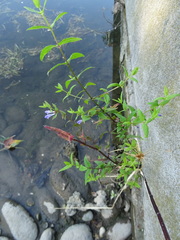 Scutellaria galericulata