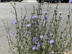 Cichorium intybus