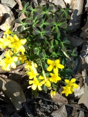 Oxalis colorea