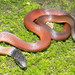 Stripeless Snake - Photo (c) losbiologos, some rights reserved (CC BY-NC-ND), uploaded by losbiologos