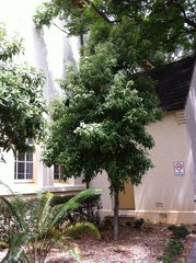 Backhousia citriodora