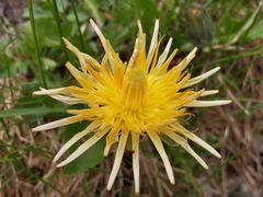 Taraxacum cucullatum