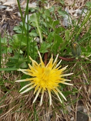 Taraxacum cucullatum