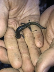 Aneides flavipunctatus