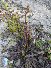 Pedicularis palustris