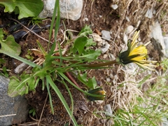 Taraxacum cucullatum