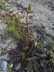 Pedicularis palustris
